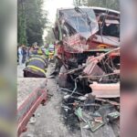 Cachorro de tigre deambula por calles de Durango
