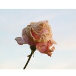 El arte de disfrutar con estilo y sentido. Diseñar para reciclar ECOCE y APR se unen