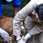 Horarios del Metro, Metrobús y demás transporte en CDMX HOY y mañana 1 de enero