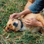 México busca fortalecer su industria automotriz ante la revisión del T-MEC