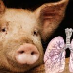 Archivos Epstein: demócratas exigen que Trump declare ante el congreso sobre lazos con el pederasta