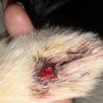 ¿Mordieron a tu perro? Por qué no basta con desinfectar la herida