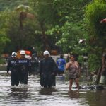 Detectan rabia en una zorra gris en Cancún y la someten a eutanasia; buscan a quienes tuvieron contacto con el ejemplar